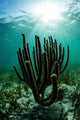 Gorgonians Grow Shallow Reef Wall Decal
