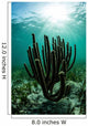 Gorgonians Grow Shallow Reef Wall Decal
