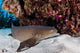Nurse Shark Rests Seafloor Wall Decal