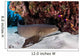 Nurse Shark Rests Seafloor Wall Decal