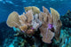 Colorful Set Gorgonians Diverse Wall Decal Design 23