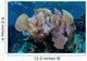 Colorful Set Gorgonians Diverse Wall Decal Design 23