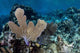 Colorful Set Gorgonians Diverse Wall Decal Design 22