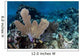 Colorful Set Gorgonians Diverse Wall Decal Design 22