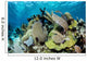 Colorful Set Gorgonians Diverse Wall Decal Design 21