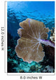 Colorful Set Gorgonians Diverse Wall Decal Design 20