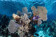 Colorful Set Gorgonians Diverse Wall Decal Design 19