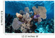 Colorful Set Gorgonians Diverse Wall Decal Design 19