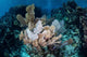 Colorful Set Gorgonians Diverse Wall Decal Design 18