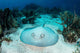 Roughtail Stingray Rests Seafloor Wall Decal Design 2