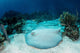 Roughtail Stingray Rests Seafloor Wall Decal Design 1