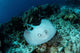 Roughtail Stingray Swims over Wall Decal Design 2