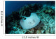 Roughtail Stingray Swims over Wall Decal Design 2