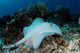 Roughtail Stingray Swims over Wall Decal Design 1