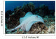 Roughtail Stingray Swims over Wall Decal Design 1