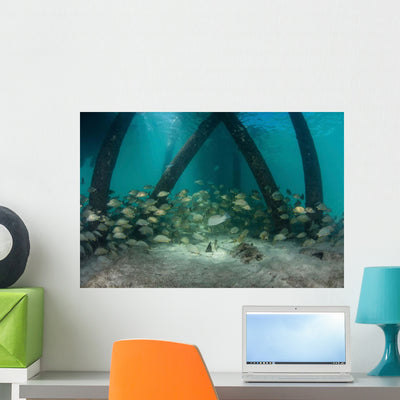 School Grunt Fish beneath Wall Decal Design 2 shown on a wall