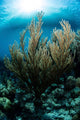 Sunlight Shines down Gorgonian Wall Decal
