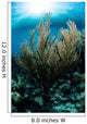 Sunlight Shines down Gorgonian Wall Decal