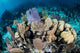Colorful Set Gorgonians Diverse Wall Decal Design 17