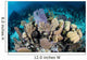 Colorful Set Gorgonians Diverse Wall Decal Design 17