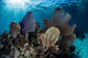 Colorful Set Gorgonians Diverse Wall Decal Design 14