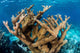 Elkhorn Coral Grows Healthy Wall Decal Design 2