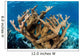 Elkhorn Coral Grows Healthy Wall Decal Design 2