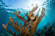 Elkhorn Coral Grows Healthy Wall Decal Design 1