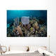 Colorful Set Gorgonians Diverse Wall Decal Design 12