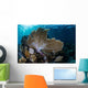 Colorful Set Gorgonians Diverse Wall Decal Design 11