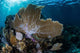 Colorful Set Gorgonians Diverse Wall Decal Design 11
