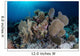 Colorful Set Gorgonians Diverse Wall Decal Design 10