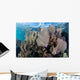 Colorful Set Gorgonians Diverse Wall Decal Design 8