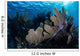Colorful Set Gorgonians Diverse Wall Decal Design 5