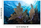 Colorful Set Gorgonians Diverse Wall Decal Design 4