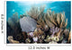 Colorful Set Gorgonians Diverse Wall Decal Design 2