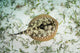 Yellow Stingray Sandy Seafloor Wall Decal Design 1