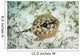 Yellow Stingray Sandy Seafloor Wall Decal Design 1
