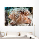 Close-up Caribbean Reef Octopus Wall Decal