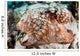 Close-up Caribbean Reef Octopus Wall Decal