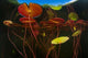 Colorful Lily Pads Grow Wall Decal Design 7