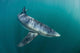 Sleek Blue Shark Swimming Wall Decal Design 18
