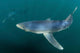 Sleek Blue Shark Swimming Wall Decal Design 17