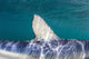 Close-up Dorsal Fin Blue Wall Decal Design 1