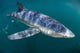 Sleek Blue Shark Swimming Wall Decal Design 16