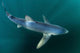 Sleek Blue Shark Swimming Wall Decal Design 15