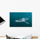 Sleek Blue Shark Swimming Wall Decal Design 14