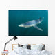 Sleek Blue Shark Swimming Wall Decal Design 14