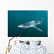 Sleek Blue Shark Swimming Wall Decal Design 14