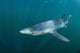 Sleek Blue Shark Swimming Wall Decal Design 14